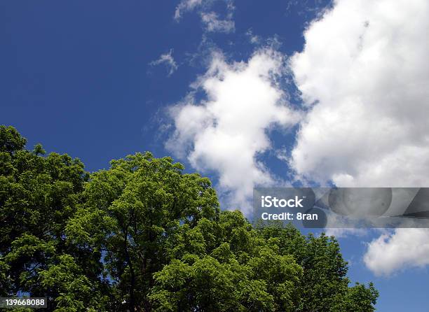 나무와 스카이 0명에 대한 스톡 사진 및 기타 이미지 - 0명, 경관, 고요한 장면