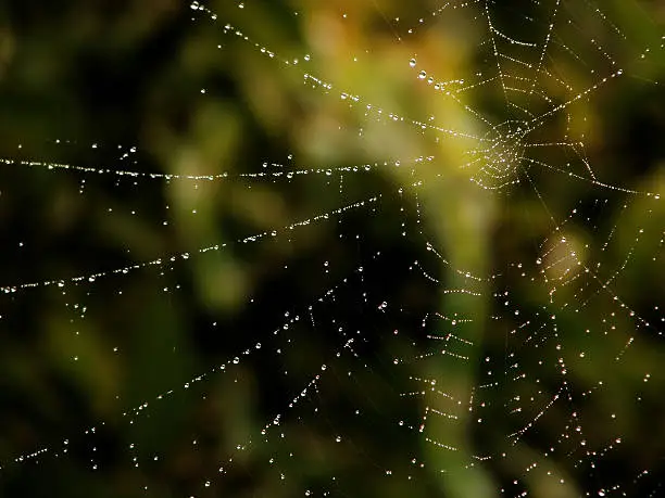 spider web with morning dew