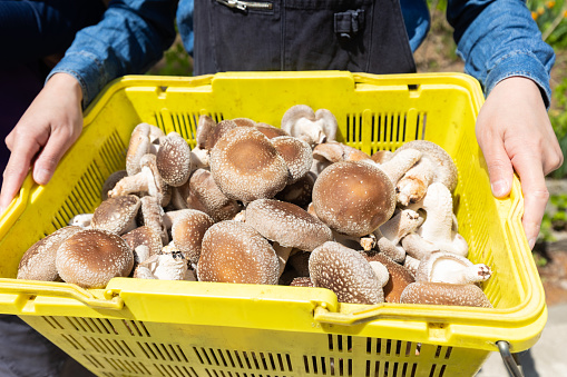 A tight shot of female farmers hands holding a large basket of harvested Shiitake Mushrooms.