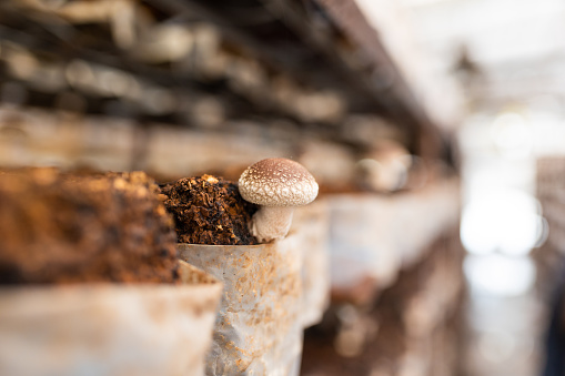 A close up of Shiitake Mushrooms growing in an indoor mushroom farm.