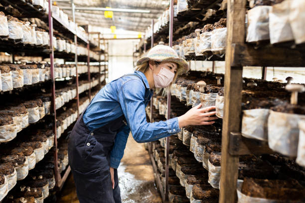 istock Female Shiitake Mushroom farmer working 1396681762