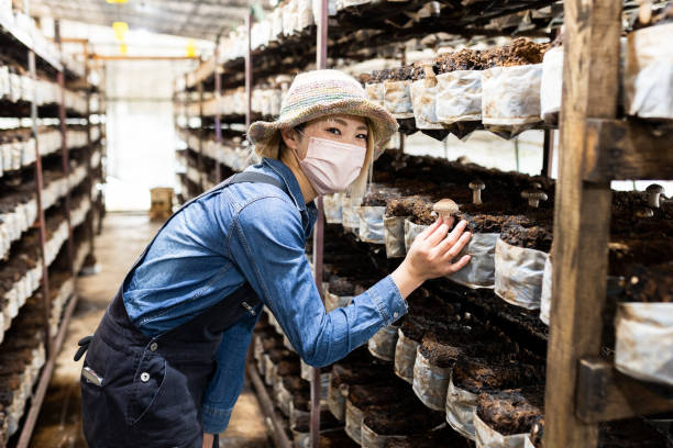 istock Female Shiitake Mushroom farmer working 1396681767