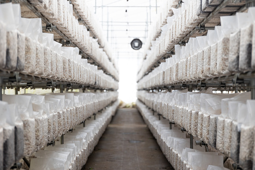 Rows of Shiitake Mushrooms in indoor greenhouse