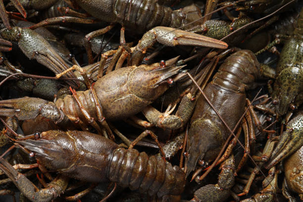istock Heap of fresh raw crayfishes as background, top view 1396682309