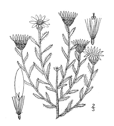 Antique botany plant illustration: Chrysopsis stenophylla, Stiff leaved golden aster