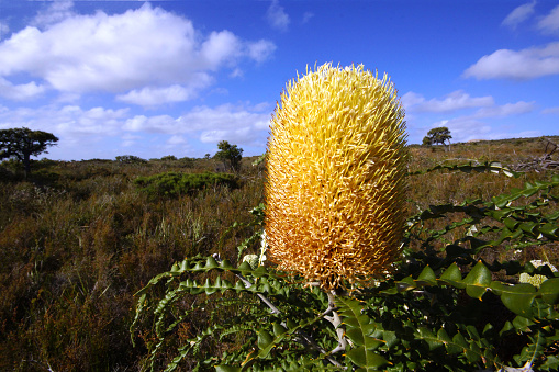The bright yellow Banksia species flower, the showy banksia, is endemic to the Southwest coast of  Western Australia