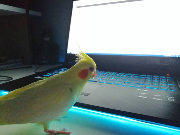 istock Blank Screen Laptop On The Table With Bird 1396682647