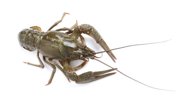 istock One fresh raw crayfish isolated on white, above view 1396683583