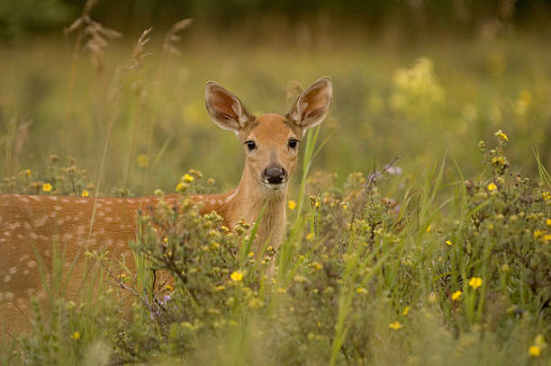 fawn in the grass stock photo