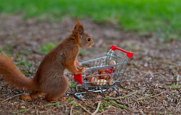 istock European red squirrel puts peanuts and hazelnuts in a shopping trolley. 1396683849