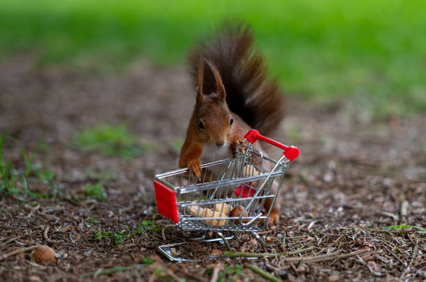 istock European red squirrel puts peanuts and hazelnuts in a shopping trolley. 1396683868