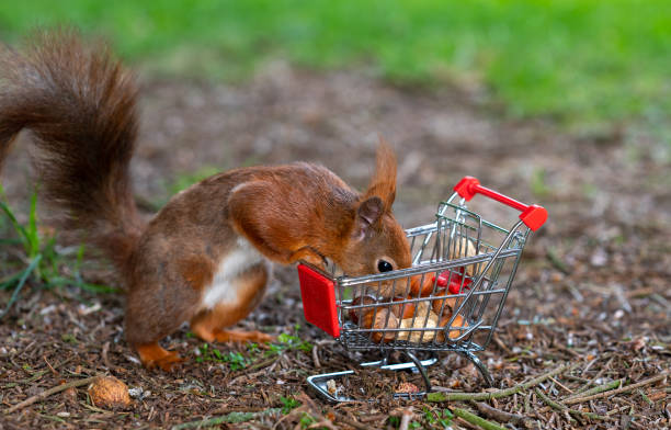 istock European red squirrel puts peanuts and hazelnuts in a shopping trolley. 1396683886