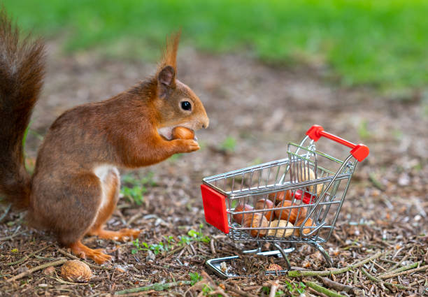 istock European red squirrel puts peanuts and hazelnuts in a shopping trolley. 1396683888