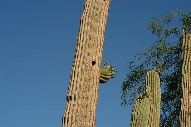 de carnegia gigantea - sahuaro imagens e fotografias de stock