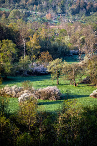 burst of spring, nature background. the san river valley, bieszczady, carpathians, poland. - ridge mountain wilderness area poland imagens e fotografias de stock