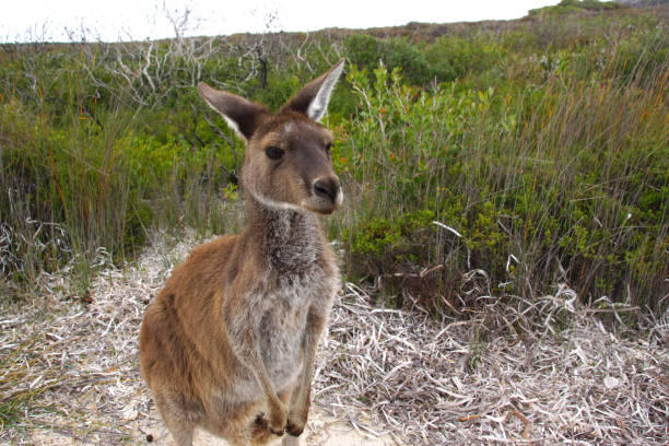 istock Western Grey kangaroo in heathland near Esperance, Australia 1396684282