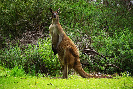 Male Western Grey Kangaroo, Macropus fuliginosus, standing upright, in its natural habitat in Southwest Western Australia, front view