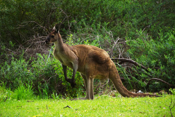 istock Male Western Grey Kangaroo, Western Australia 1396684478