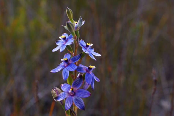 flor de orquídea solar (thelymitra ssp.) na austrália ocidental - rare flower orchid beautiful - fotografias e filmes do acervo