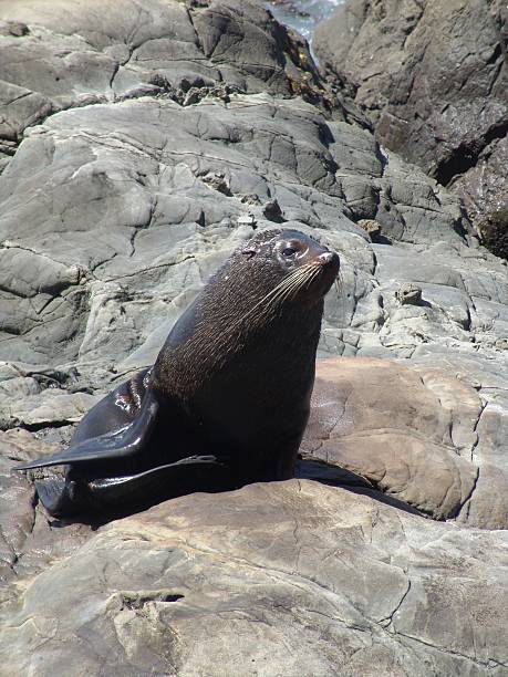 Seal in Kaikoura NZ stock photo