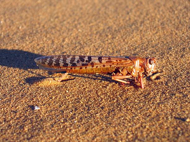 sarauí locusts - locust epidemic grasshopper pest imagens e fotografias de stock