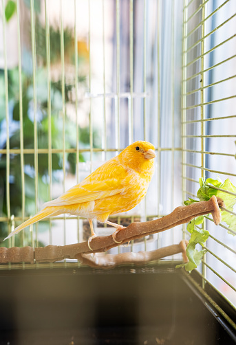 A caged yellow canary eats green grass.