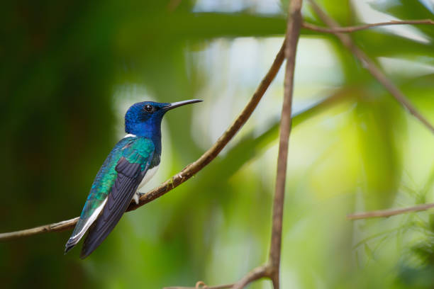 istock The white-necked jacobin in the rainforest 1396686363