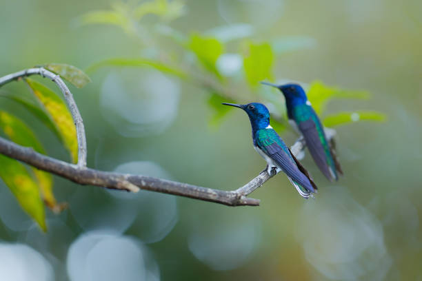 istock The white-necked jacobin in the rainforest 1396686365