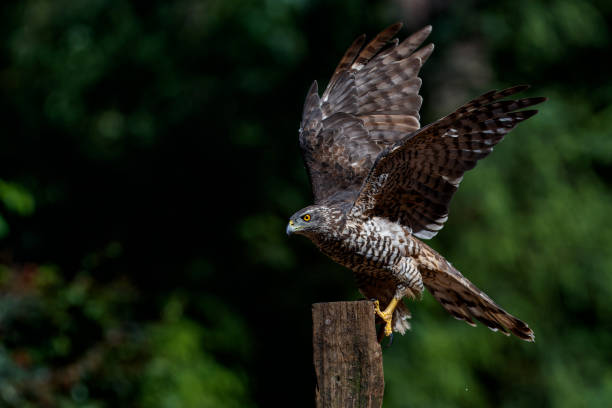 istock Northern goshawk in the forest 1396686443