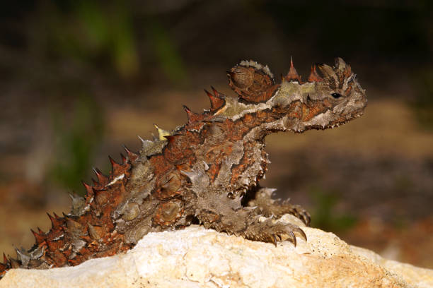 istock Thorny Devil, Moloch horridus, Western Australia 1396686491