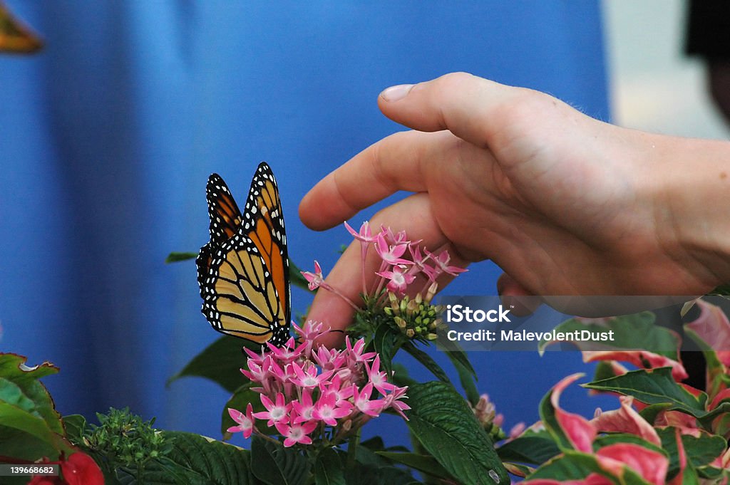 Borboleta-monarca - Foto de stock de Asa animal royalty-free