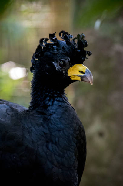 Endangered bird