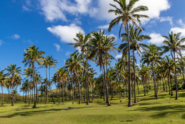 istock Anakena beach palm trees at Easter Island 1396688551