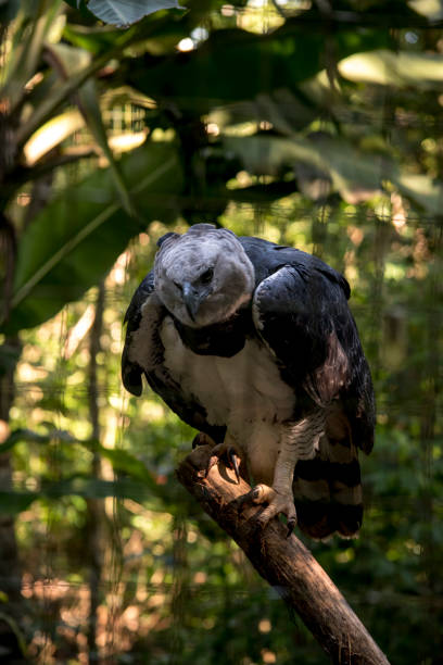 istock portrait of a harpy eagle (harpia harpyja) 1396688771