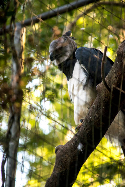 istock portrait of a harpy eagle (harpia harpyja) 1396688793
