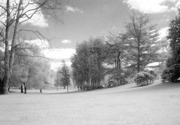istock Infrared view of trees 139668884