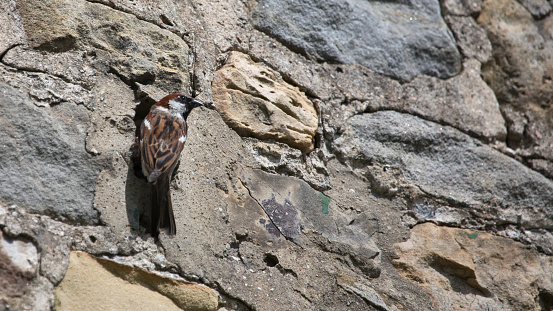House Sparrow Passer Domesticus nesting in a hole in a house wall in May, North Yorkshire, England, United Kingdom