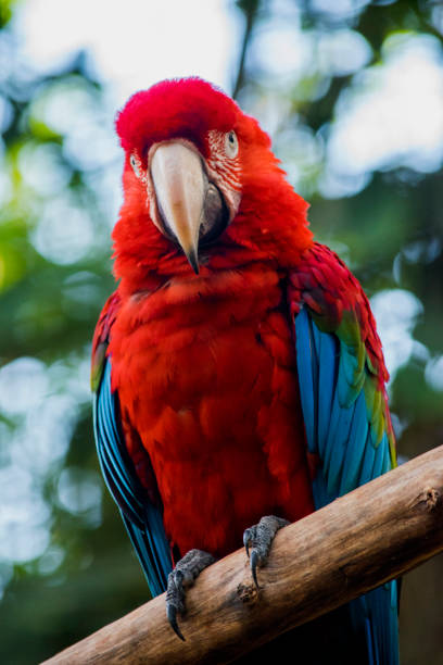 istock Portrait of a red macaw 1396689228