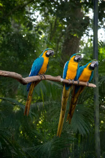 Photo of Portrait of a blue and yellow macaw - Ara ararauna