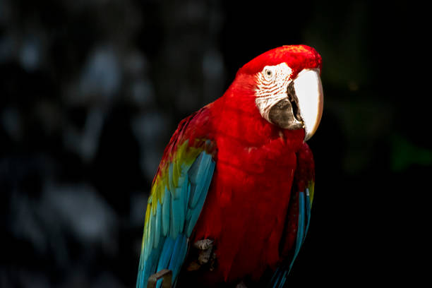 The cuteness of red and green macaw