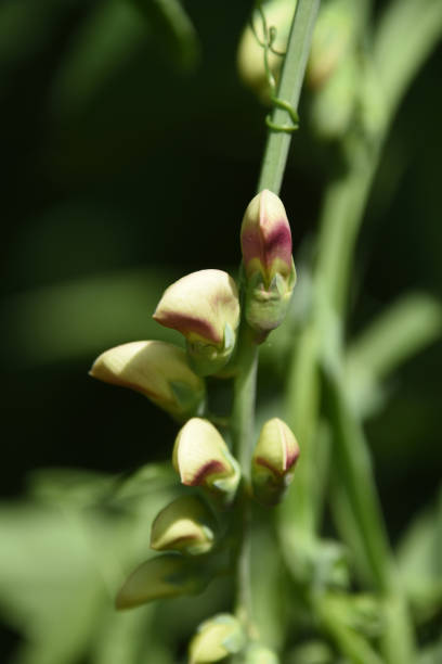 istock Sweetpea Buds in a Garden in the Spring Time 1396689392