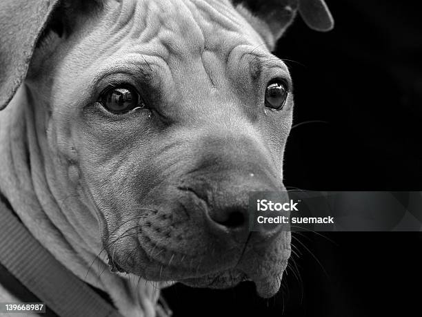 Печальный Pup — стоковые фотографии и другие картинки Благополучие животных - Благополучие животных, Бродячее животное, Горизонтальный