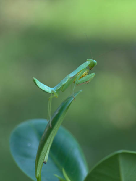 istock Young giant asian mantis perched on the leaves 1396690457