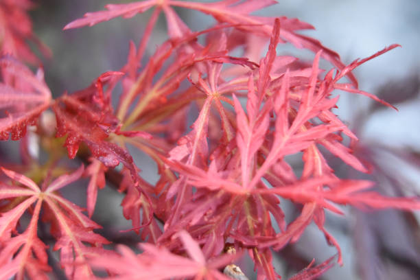 istock Brilliant Red Leaves of a Split Leaf Japanese Maple 1396690635