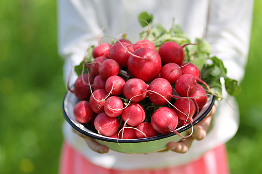 Fresh spring radish in children's hands, garden vegetables.