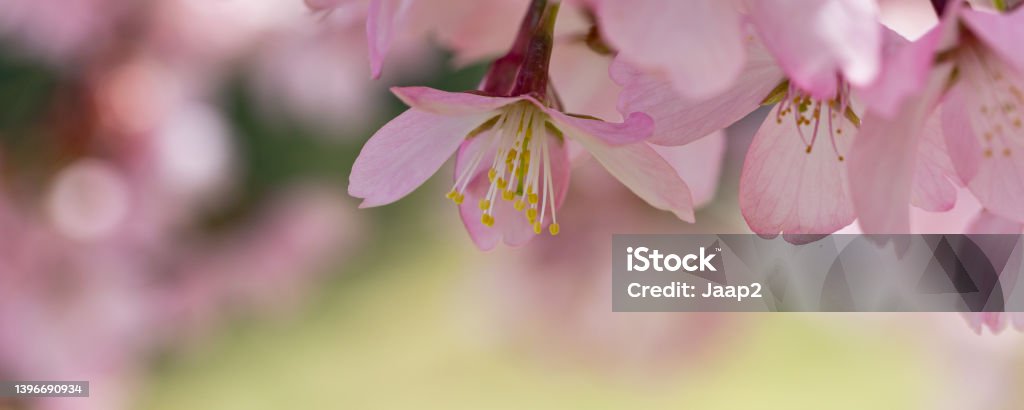 Background of pink Japanese cherry blossom Daytime side view macro close-up of Japanese cherry blossom (Prunus serrulata) with shallow DOF Flower Stock Photo