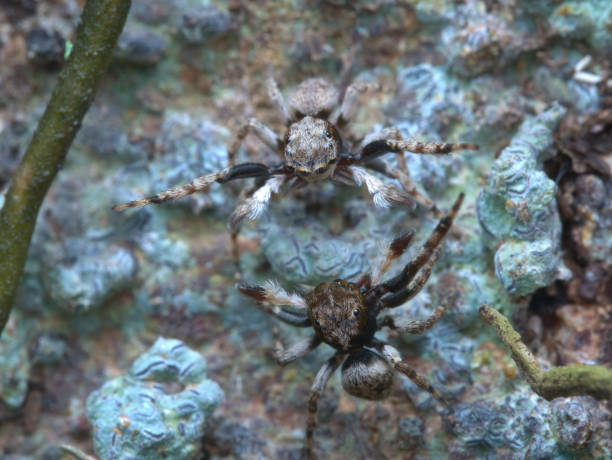 istock Two small jumping spiders fight on the branch 1396691258