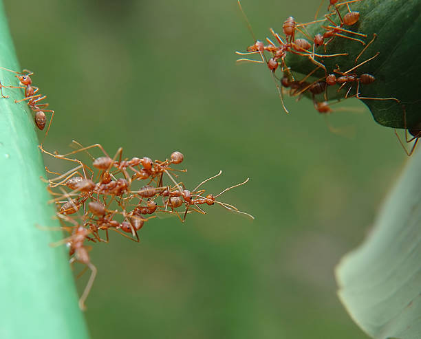 接する、支援の手 - teamwork ant cooperation challenge ストックフォトと画像