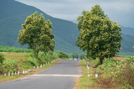 Acacia trees with flowers blooming on a empty street, Ninh Hoa, Khanh Hoa province, central Vietnam