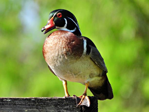 istock Wood Duck (Aix sponsa) - male standing on a wood platform 1396692306